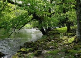 Ruscello nel bosco - Natura - Verde - Piante